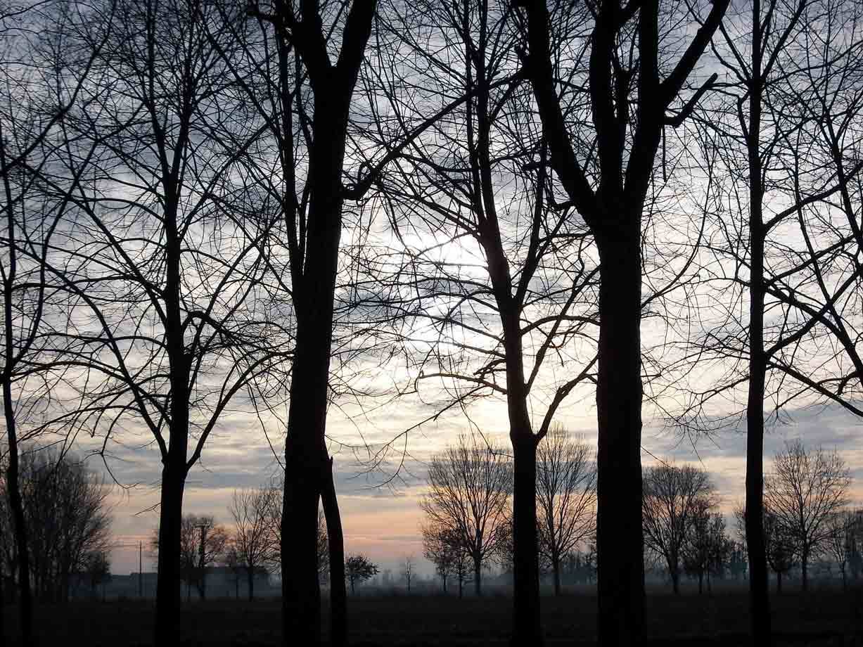 Alberi spogli in silhouette contro un cielo alba, rami nudi e nebbia