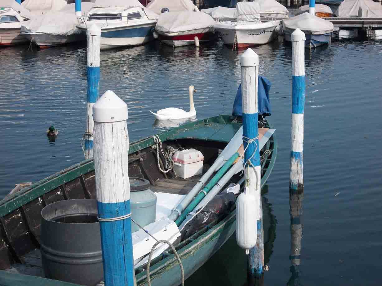 Cigno accanto a una barca verde ormeggiata tra pali blu e bianchi