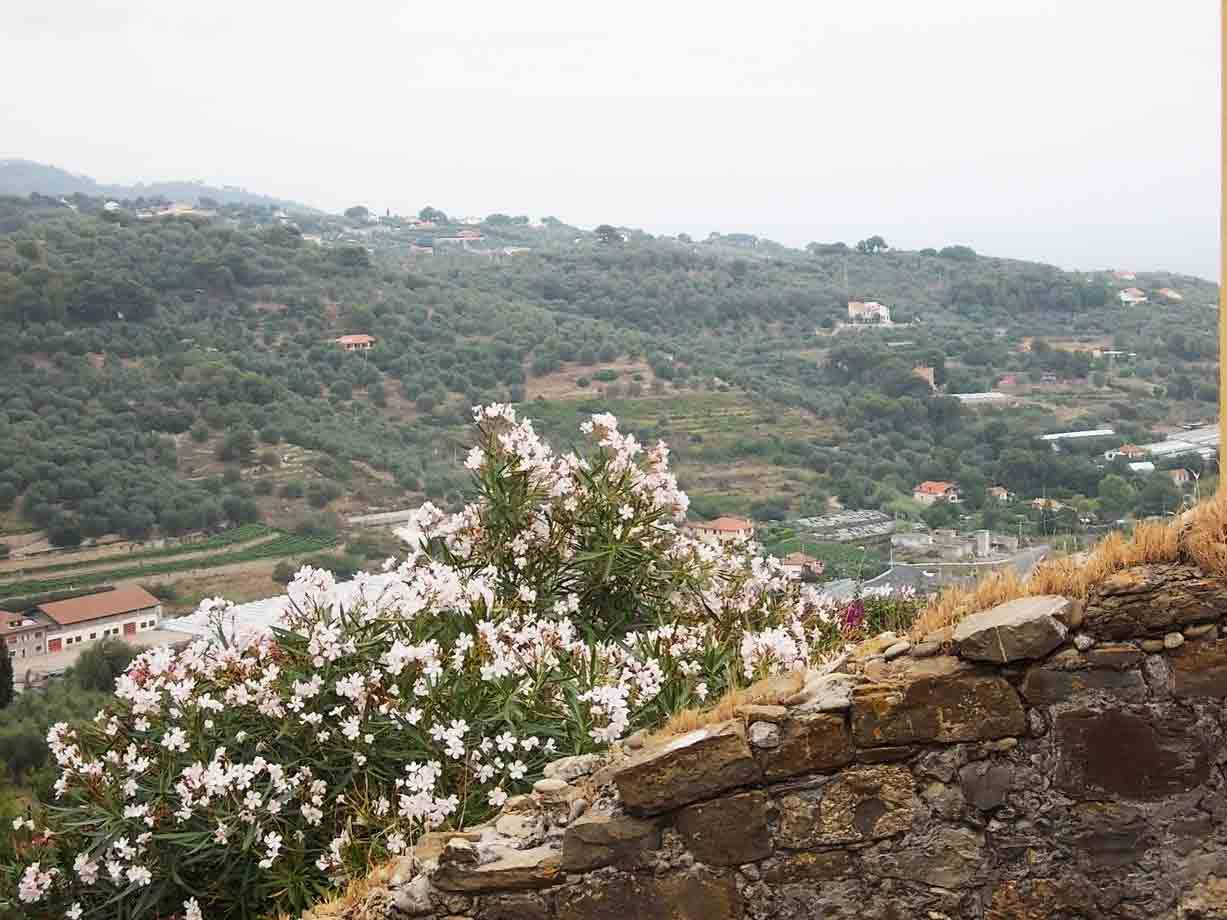 Oleandro bianco su muro di pietra a secco, colline coltivate e case sparse sotto