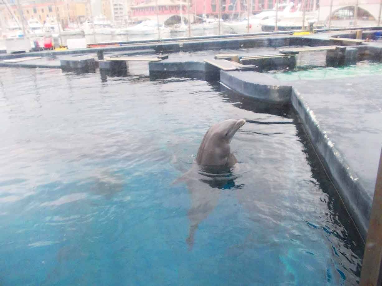 Delfino che emerge dall'acqua blu in vasca al porto di Genova