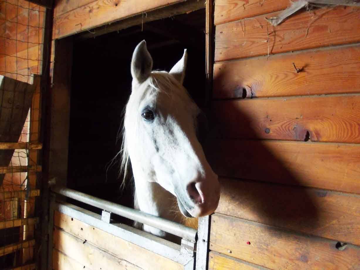 Cavallo bianche criniere sporge dalla stalla di legno nel ox