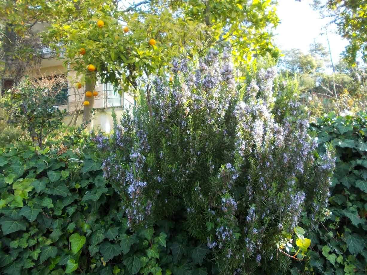 Cespuglio di rosmarino in fiore davanti a un albero di aranci carico