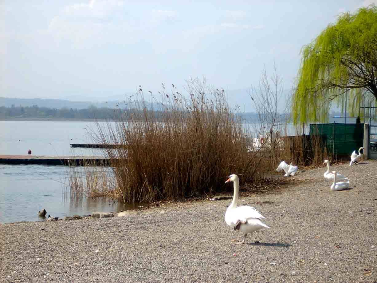 Cigni su spiaggia di ghiaia in riva al lago, tra canneti e salice piangente