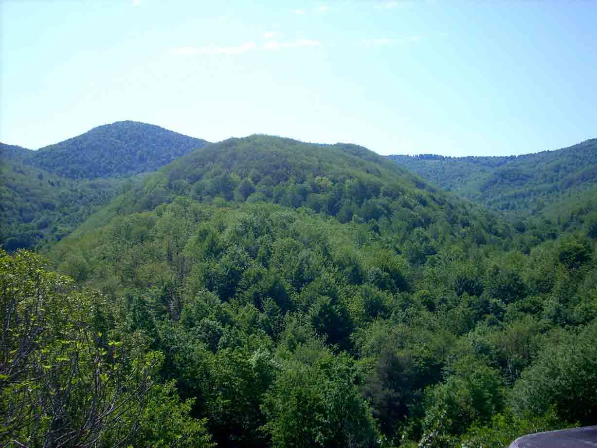 Colline coperte di fitta foresta verde sotto cielo azzurro