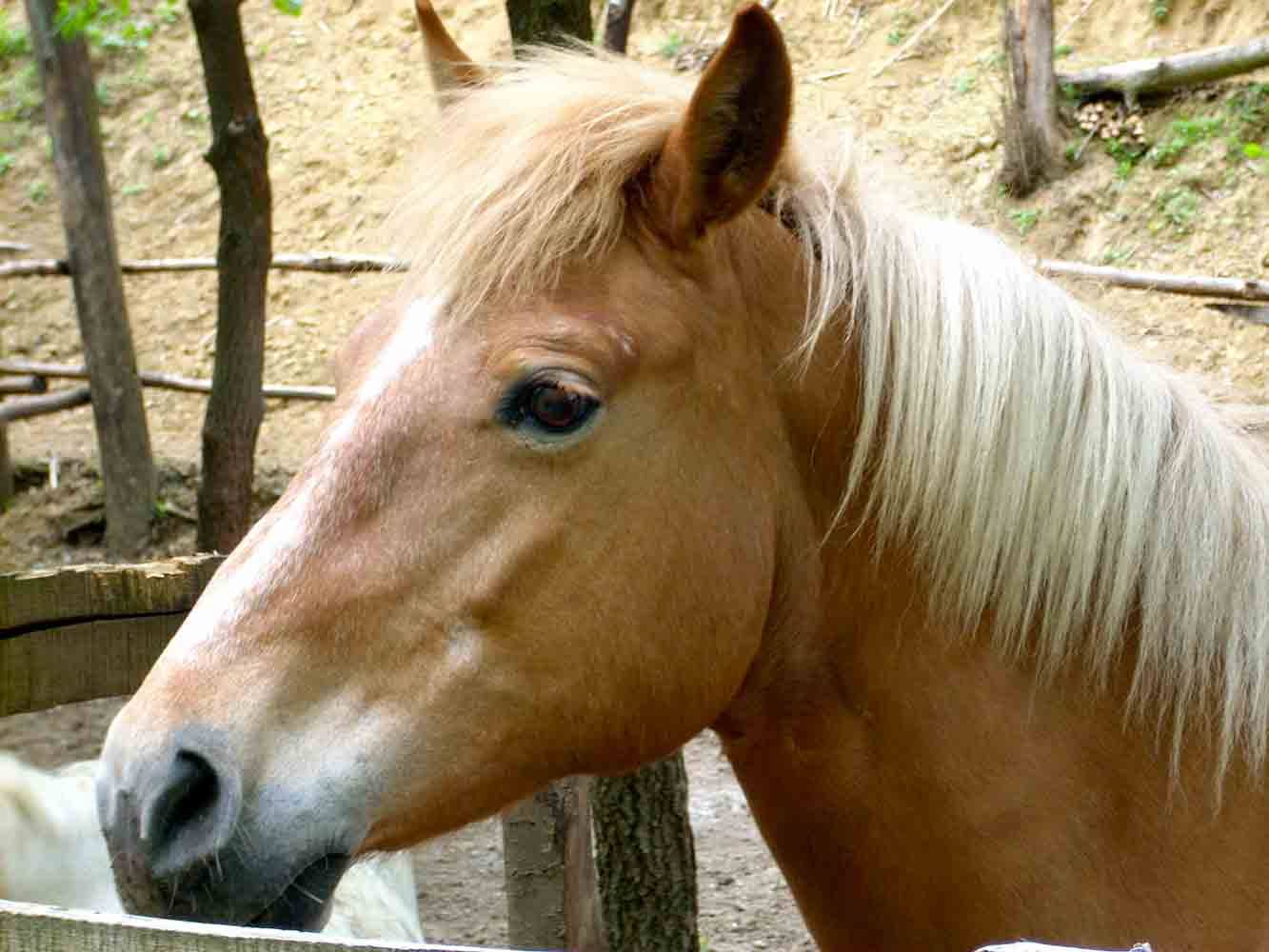 Trekking a cavallo