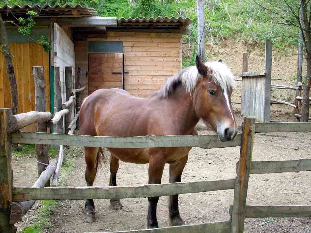 Amore per i cavalli