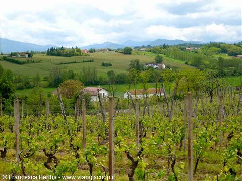 Vista sui vigneti