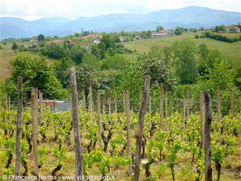 Vigneti e colline