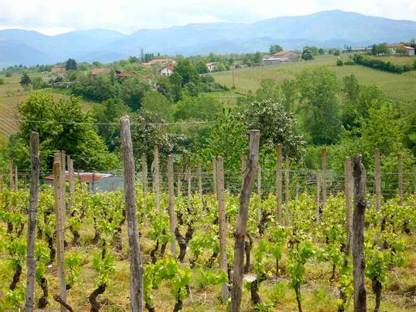 Vigneti e colline a Carpeneto