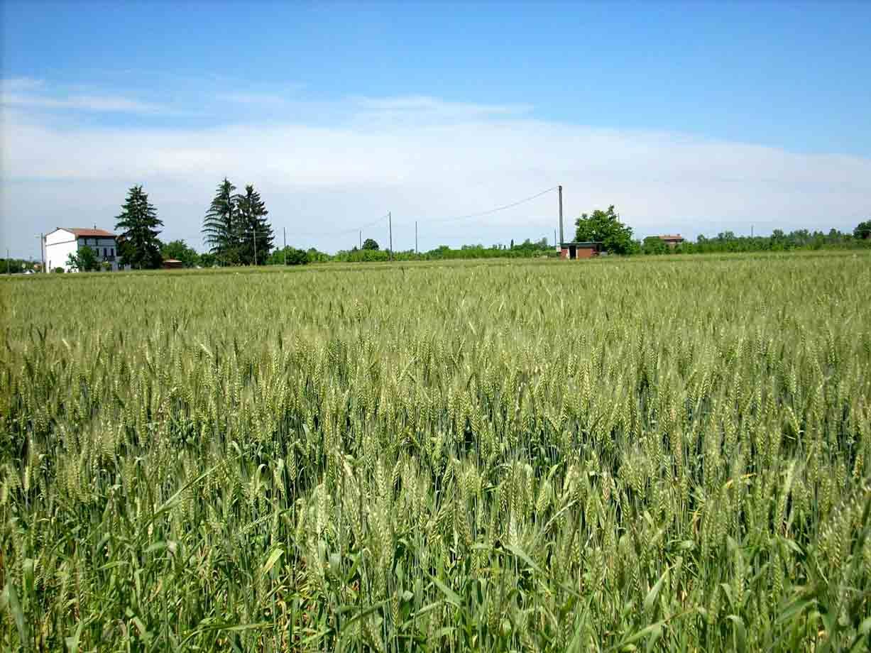 La tranquillità dei campi
