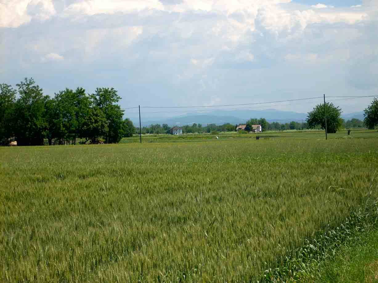 Veduta dei campi intorno a Casal Cermelli