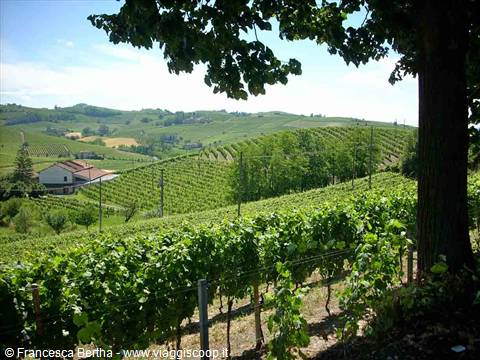 Piacere, Monferrato: esperienze da gustare