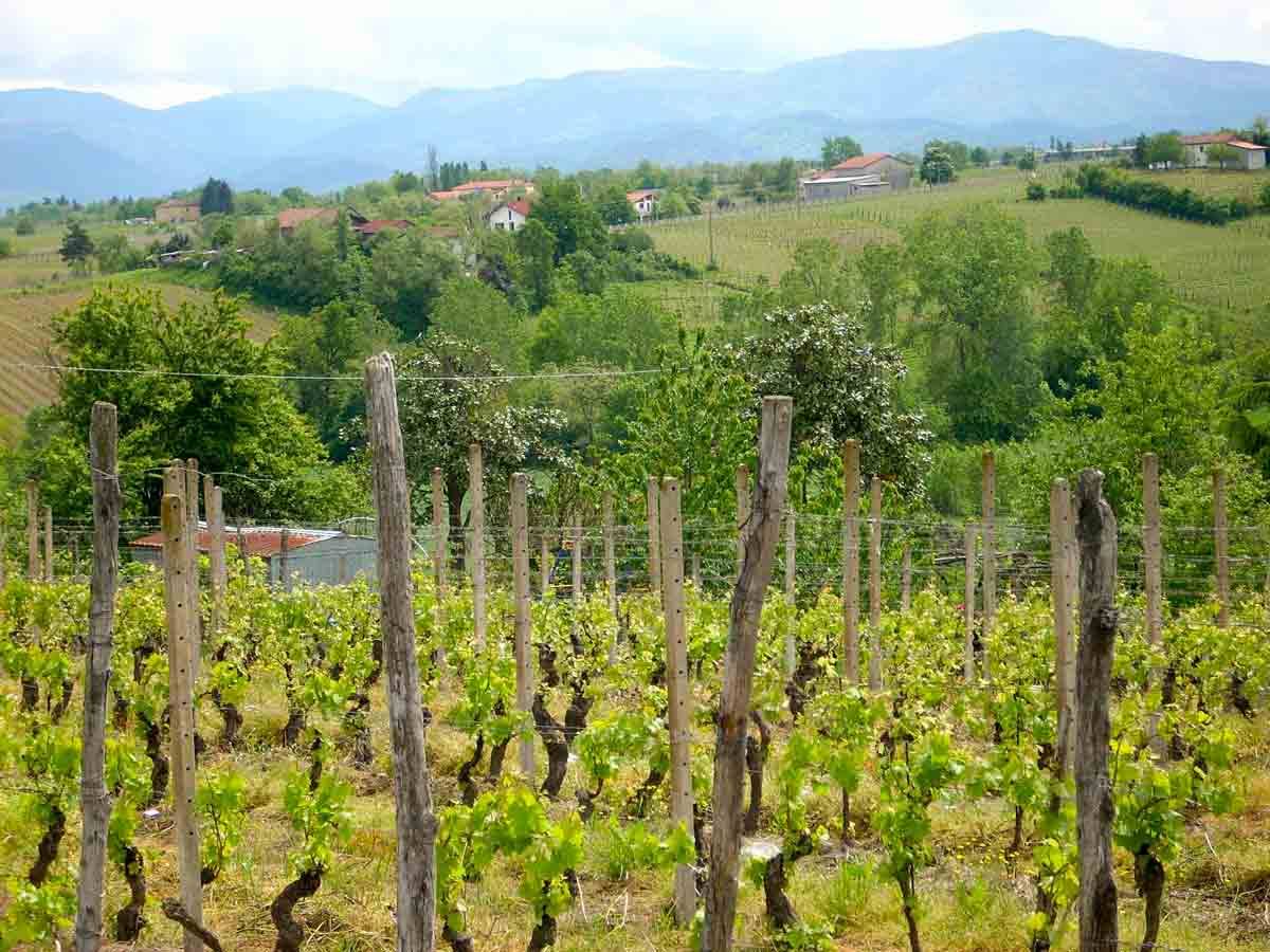 Vigneti e colline nel Monferrato