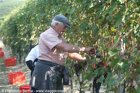 Piacere Monferrato: Farm experience vendemmia