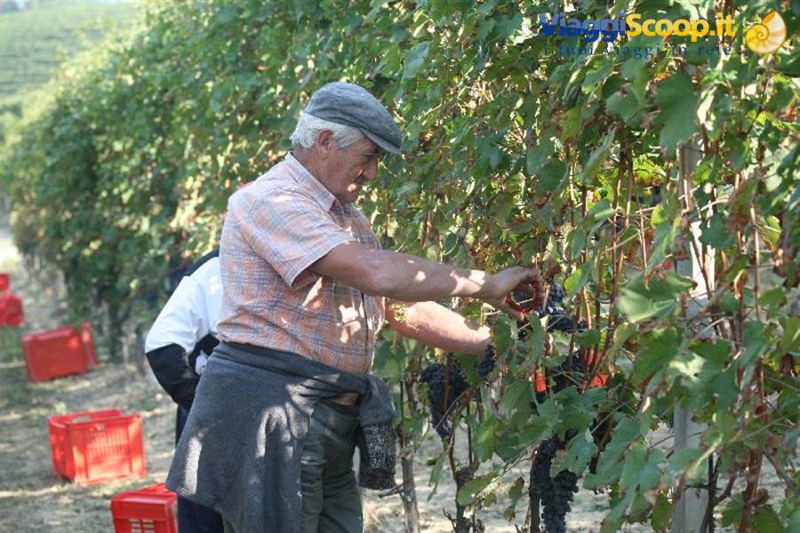 Piacere Monferrato: Farm experience vendemmia
