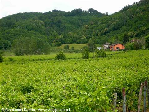 Vigneti di Gavi