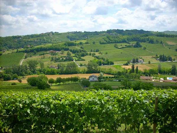 Vigneti a Nizza Monferrato