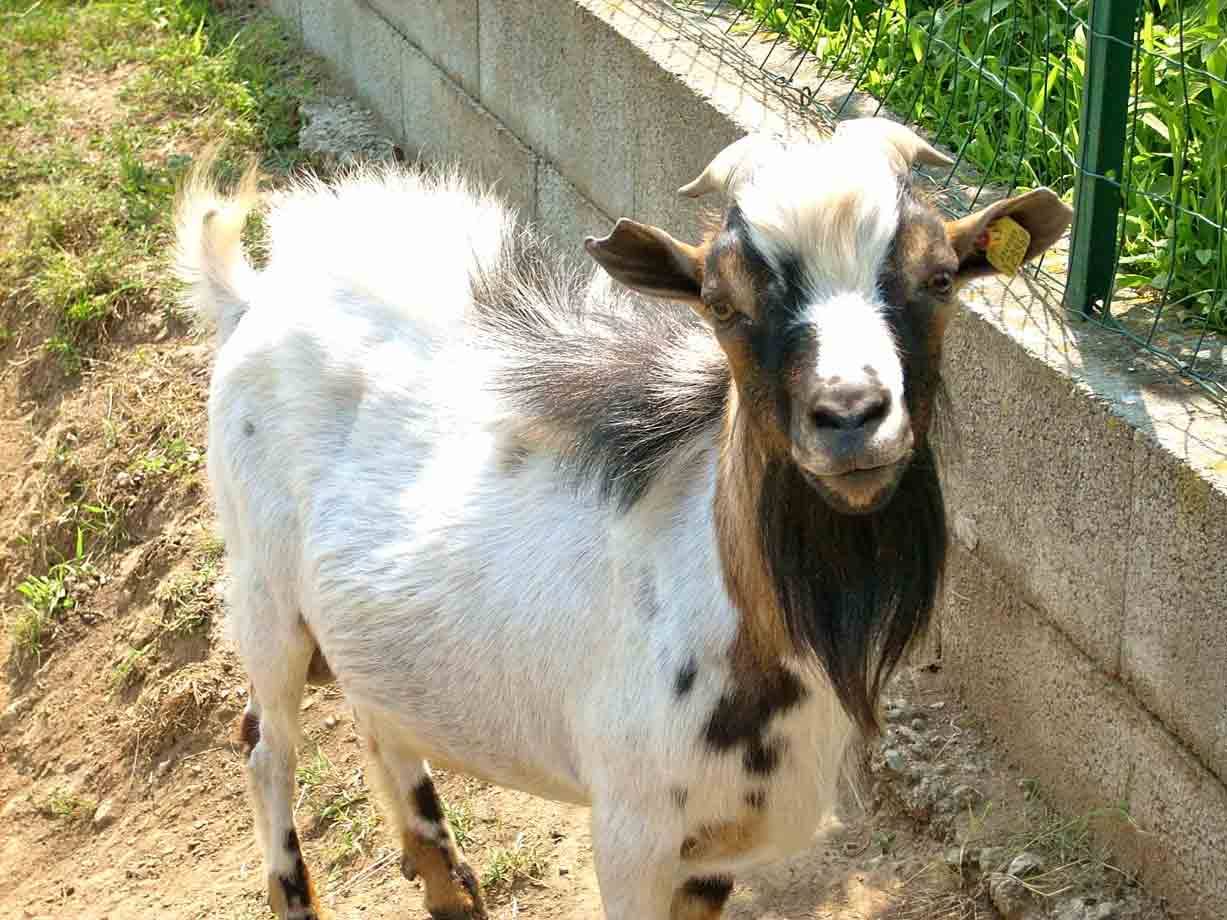 Una simpatica capretta all'Agriturismo Gemma