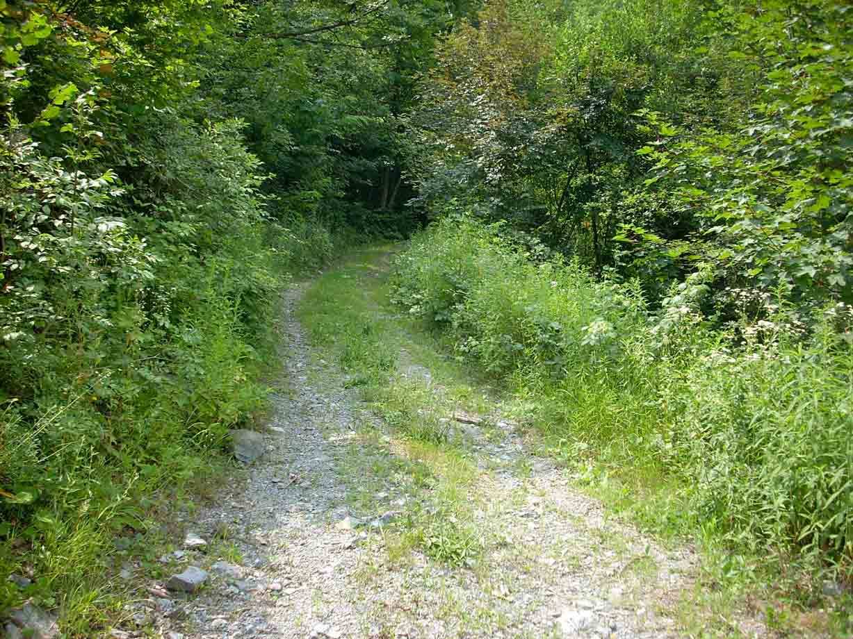 La strada boschiva che porta ai resti del Castello