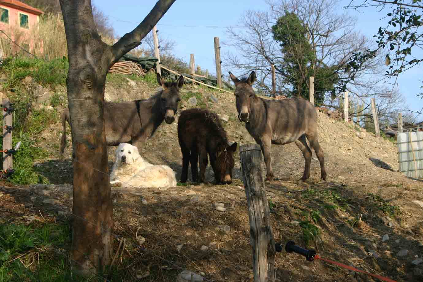 Animali alla Fattoria di Marta