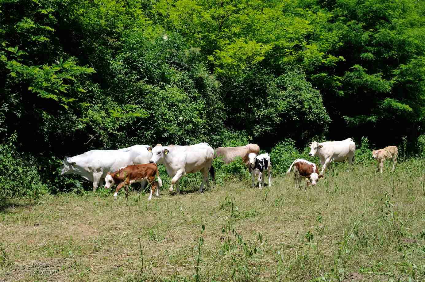Le mucche dell'Agriturismo