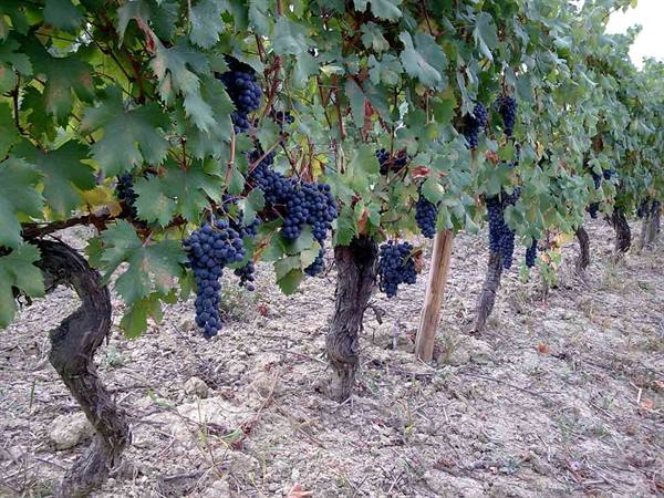 Si vendemmia