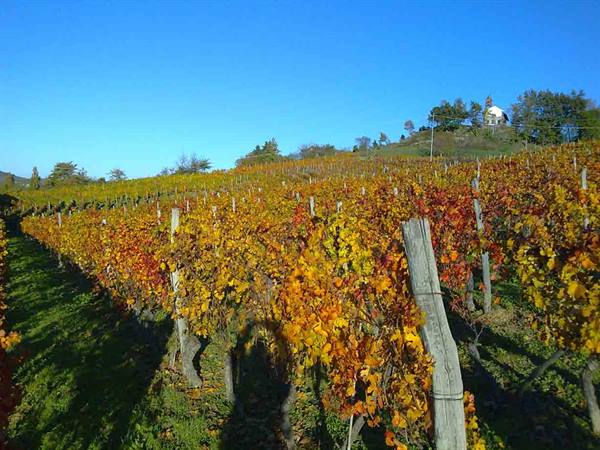 I vigneti dell'Azienda agricola Cà Bensi in autunno inoltrato
