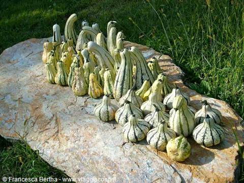 Cascina Molino Torrine: Zucche ornamentali
