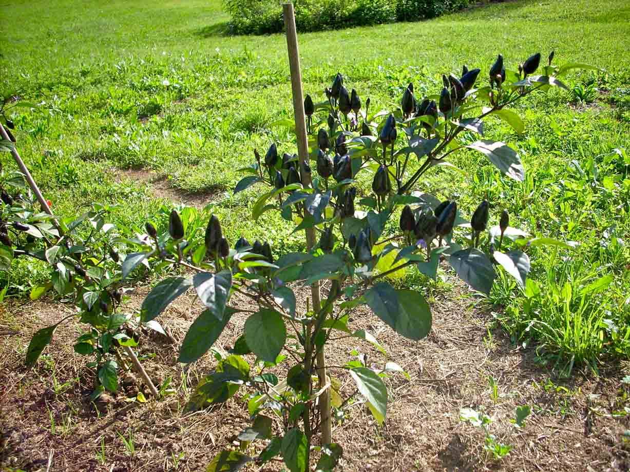 Cascina Molino Torrine: Numerose varietà di peperoncini