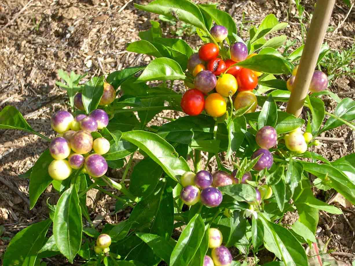 Cascina Molino Torrine: Numerose varietà di peperoncini