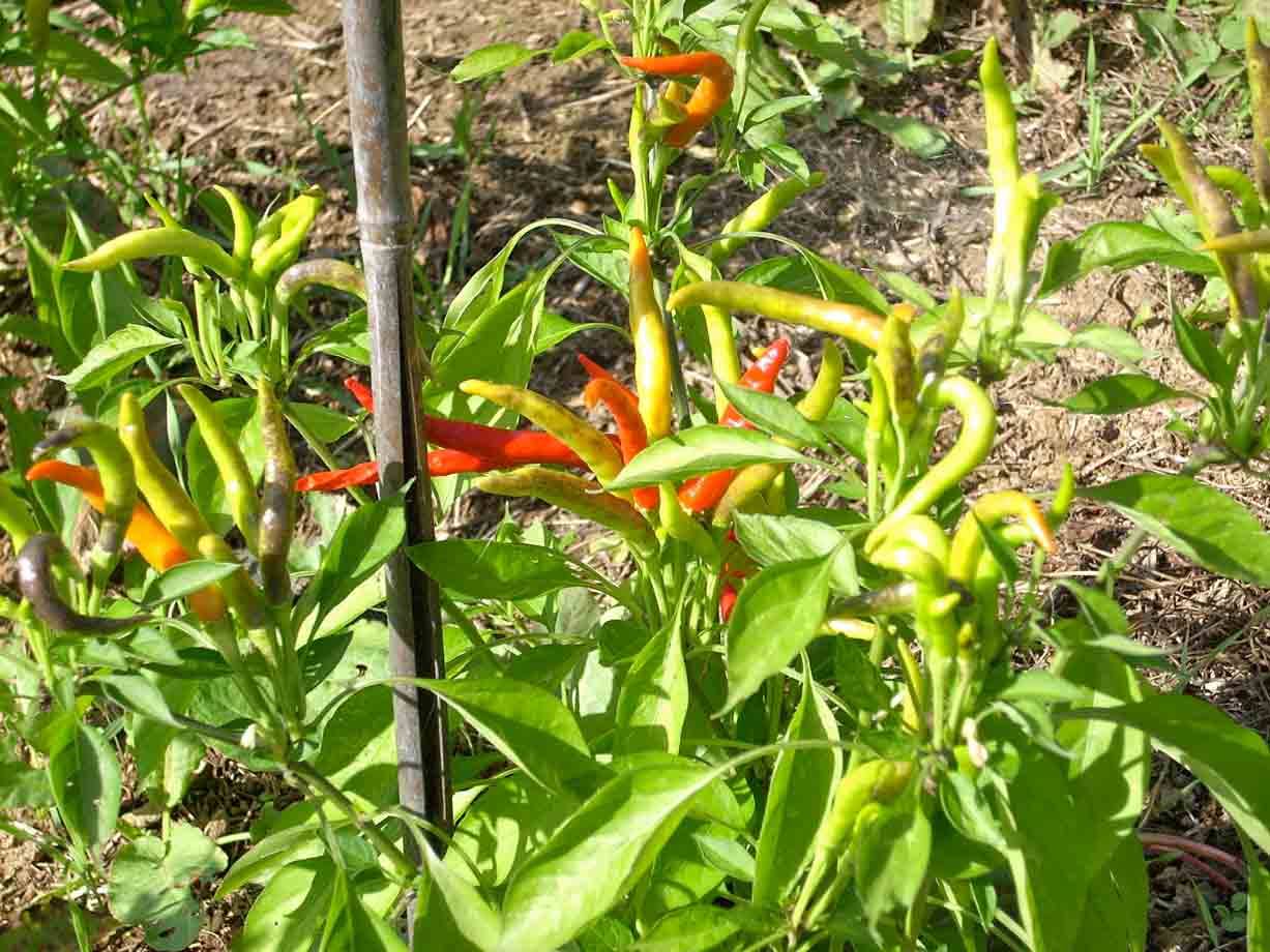 Cascina Molino Torrine: Numerose varietà di peperoncini