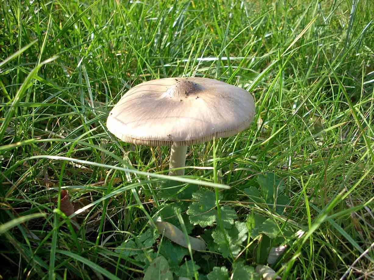 Funghi nel parco