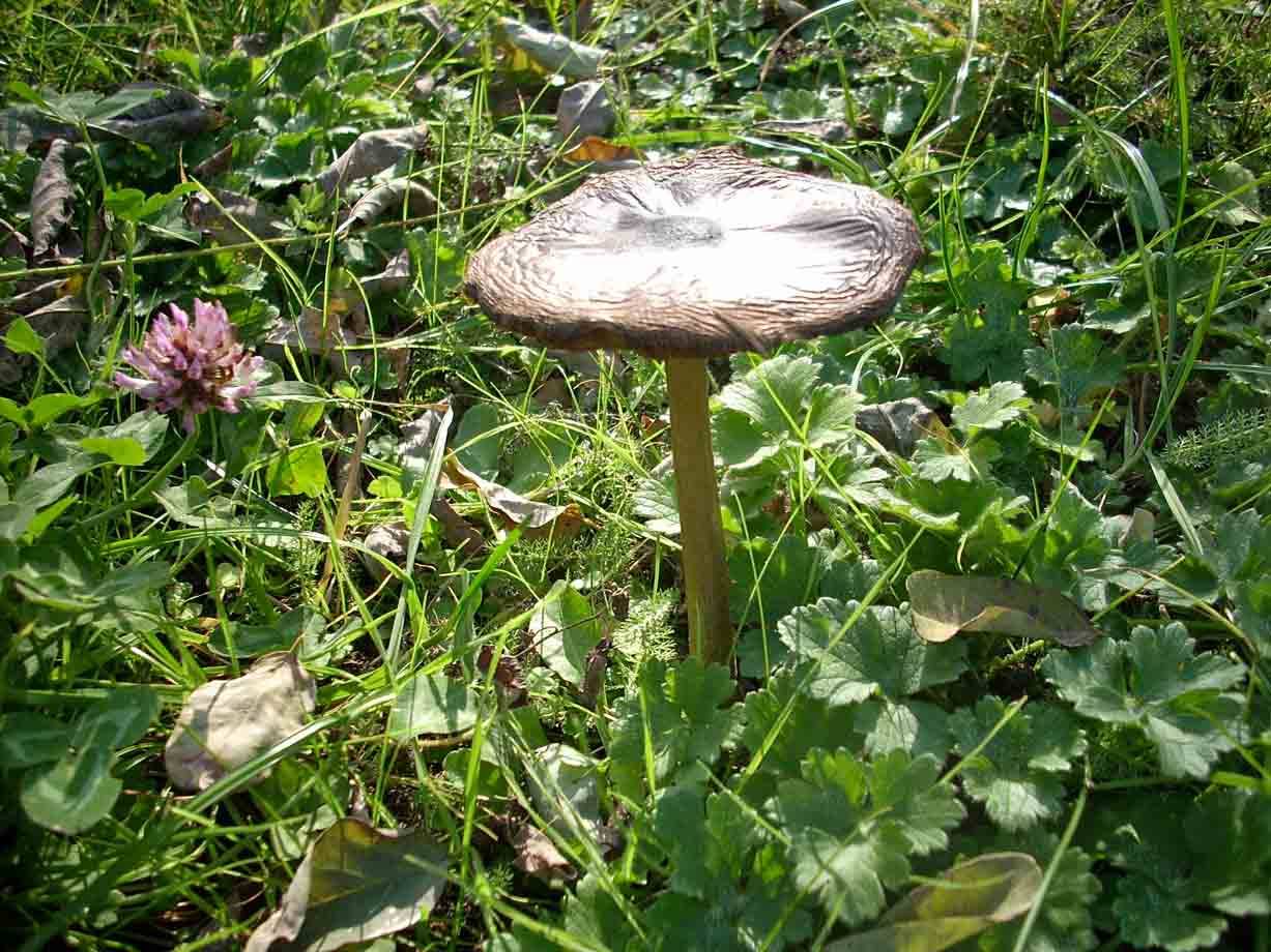 Funghi nel parco