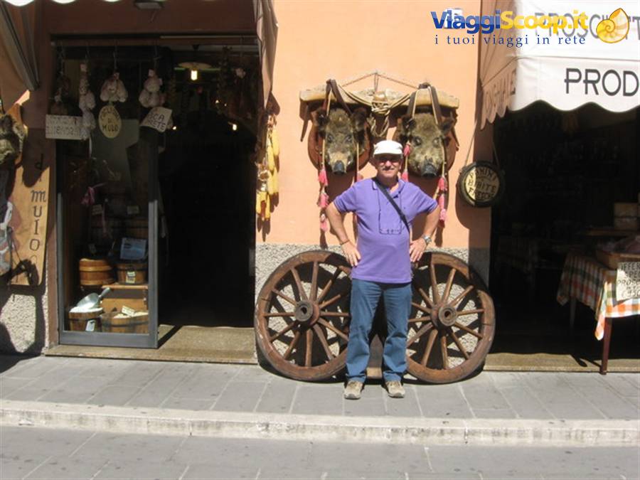 Cinghiali
