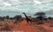 La maestosa giraffa