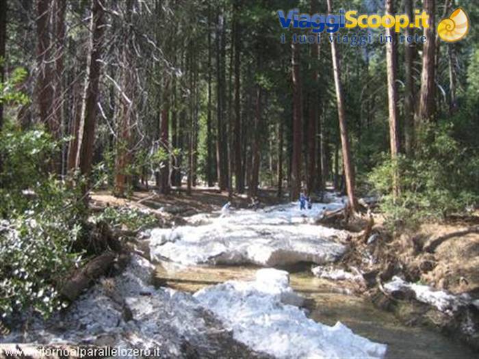 Ultime nevi nel bosco