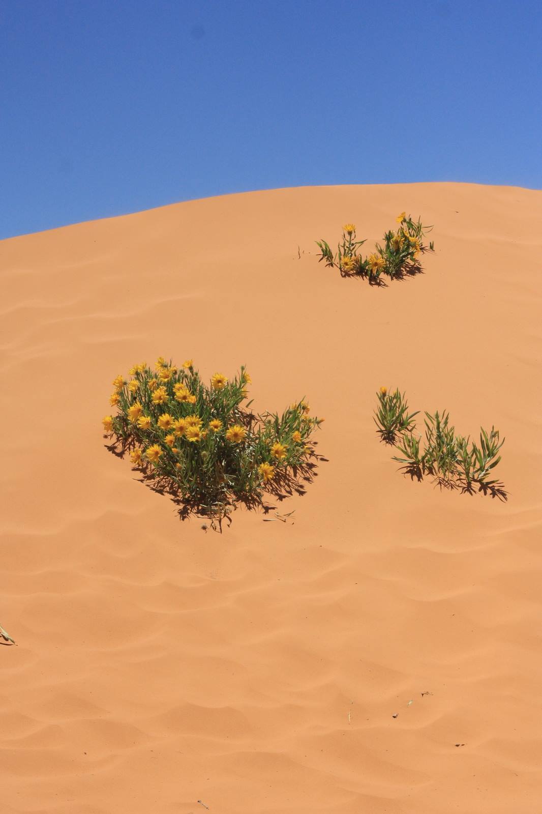 Coral Pink sand dunes state park Utah