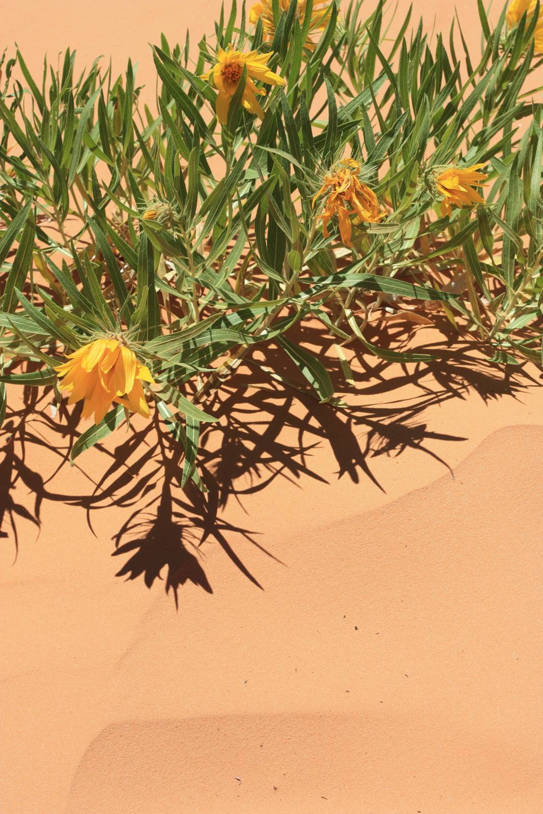 Coral Pink sand dunes state park Utah