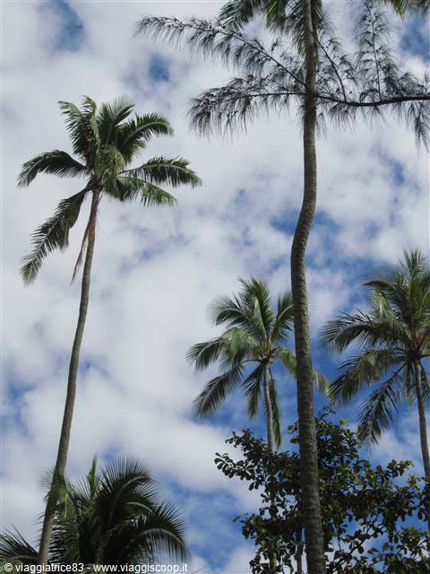 Point Venus Tahiti