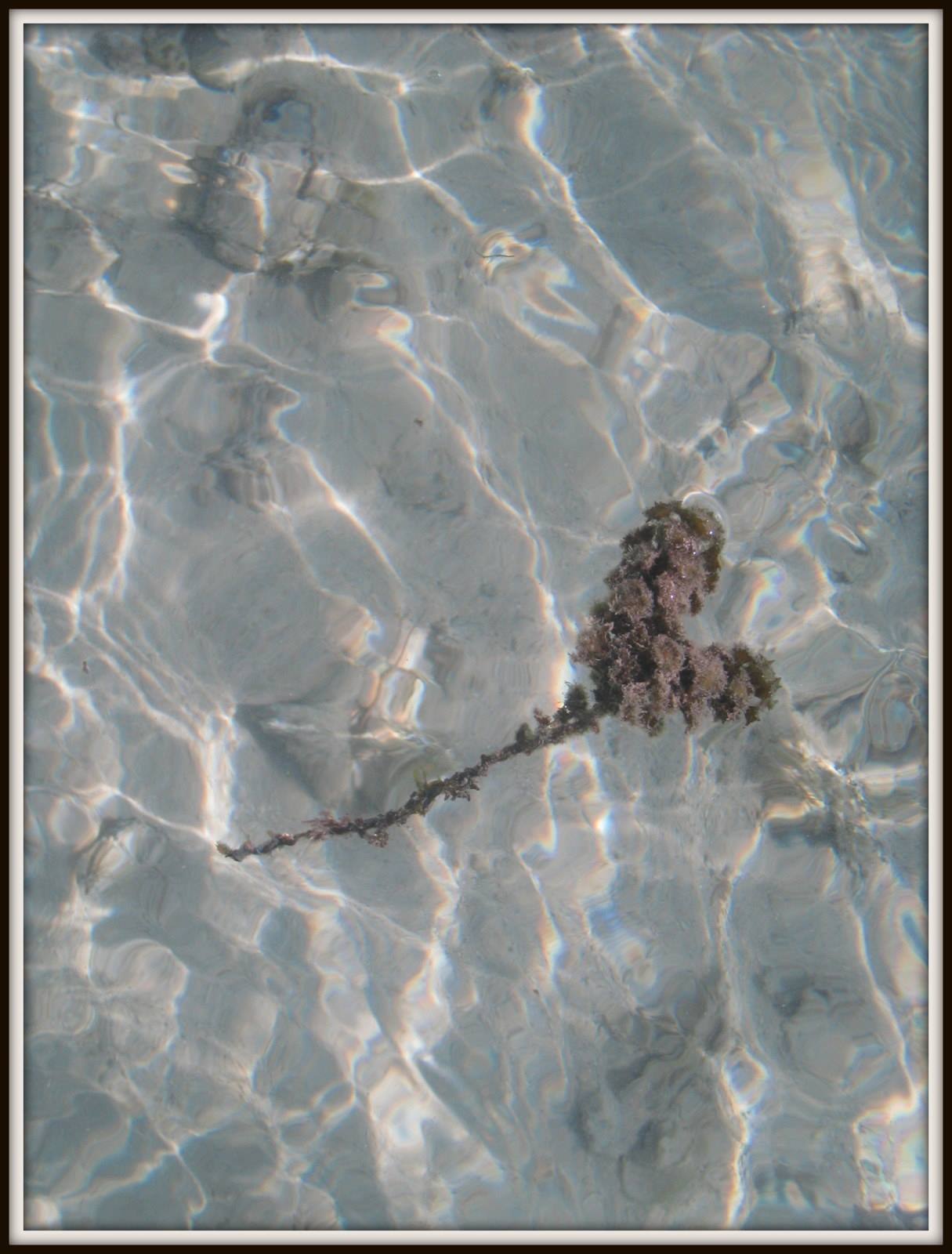 alga cuore... :)