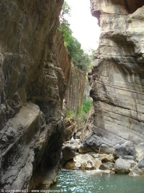 Gole 