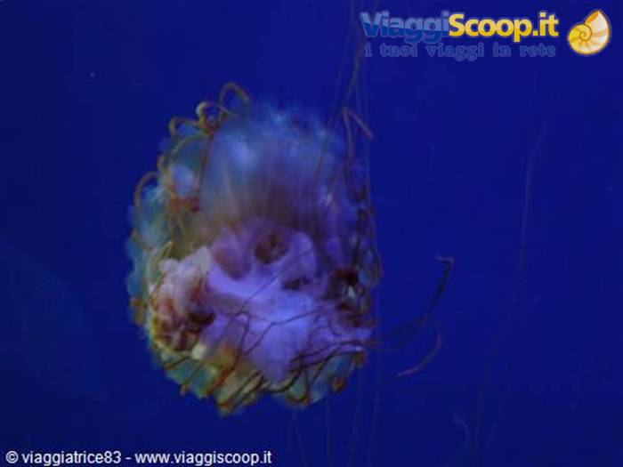 Meduse -Acquario di Genova