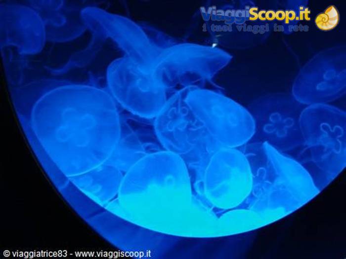 riproduzione di Meduse