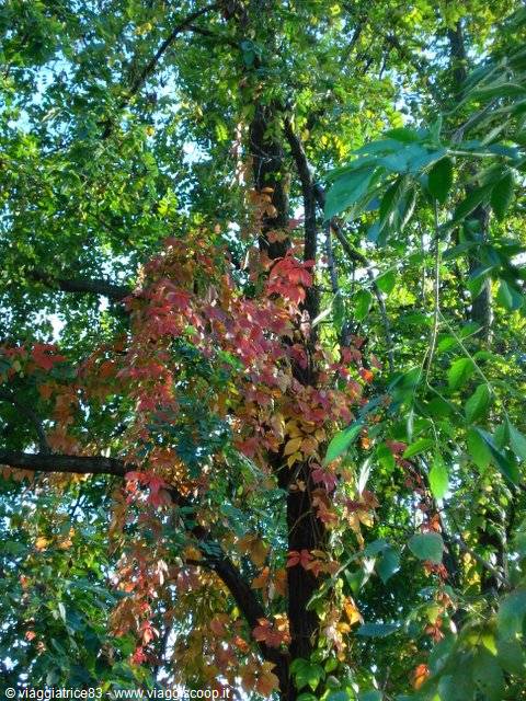 poche foglie rosse...