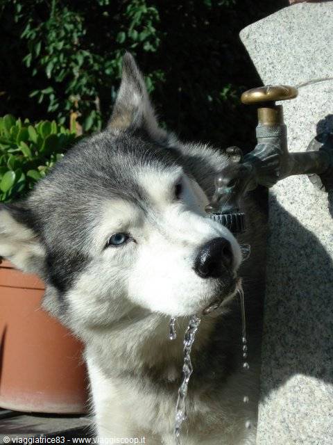 Ice
