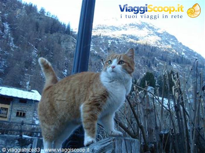 il gatto delle nevi