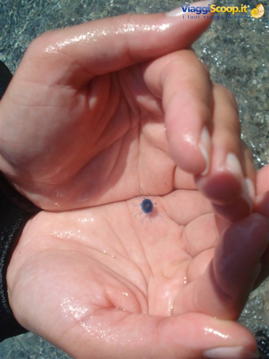 Stranissime meduse.. se meduse si possono chiamare..