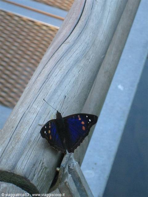 Farfalla Blu