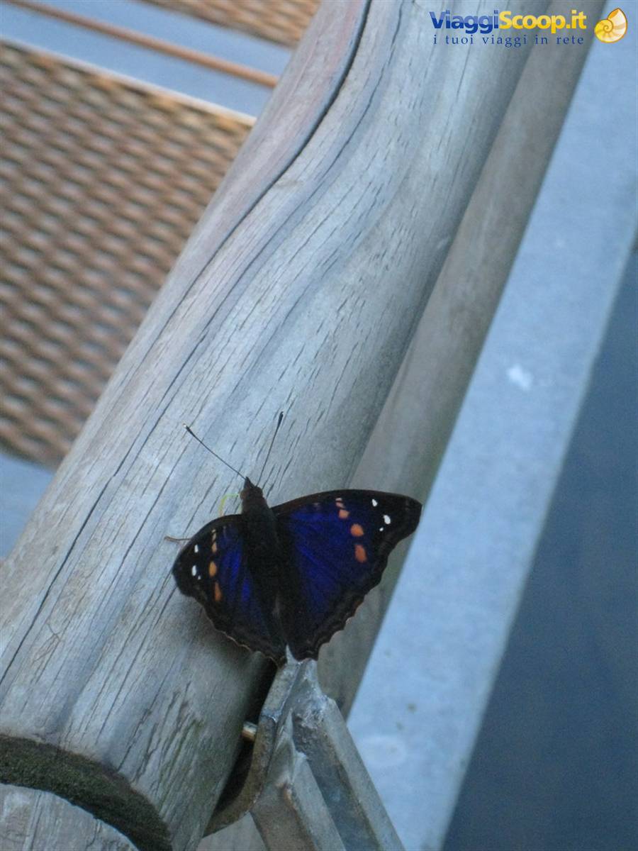 Farfalla Blu
