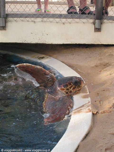 Caretta Caretta